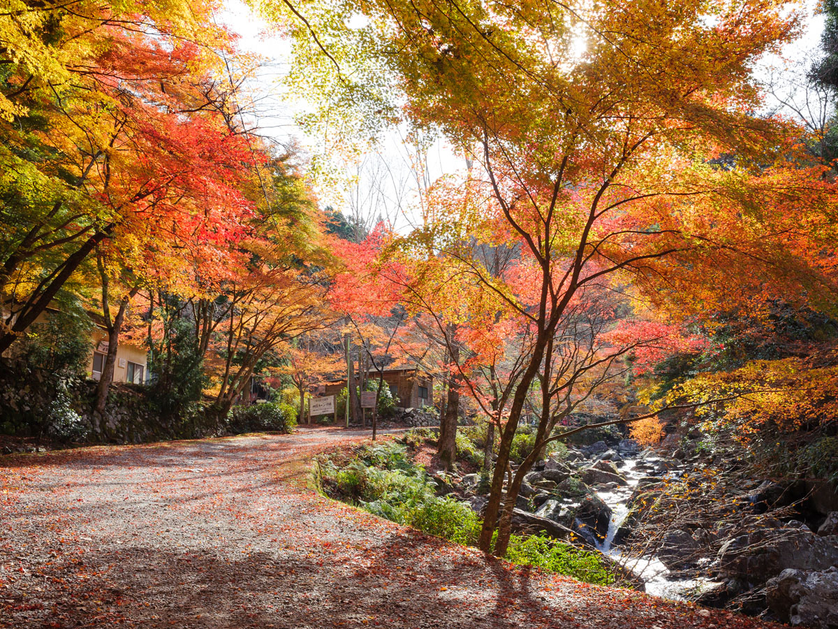 Kuragari Gorge Autumn Leaves Festival