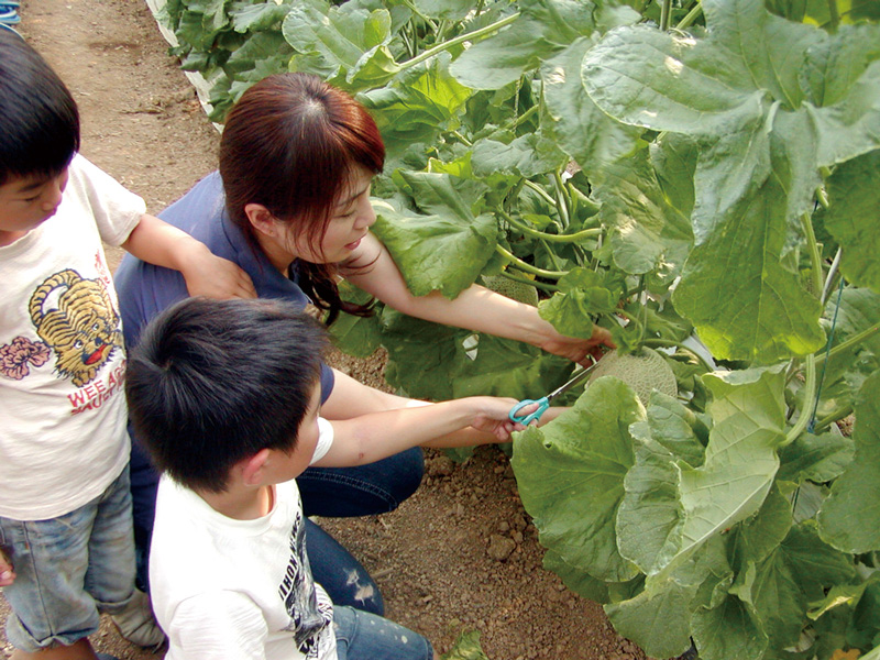 Seaside Farm Irago Melon Picking
