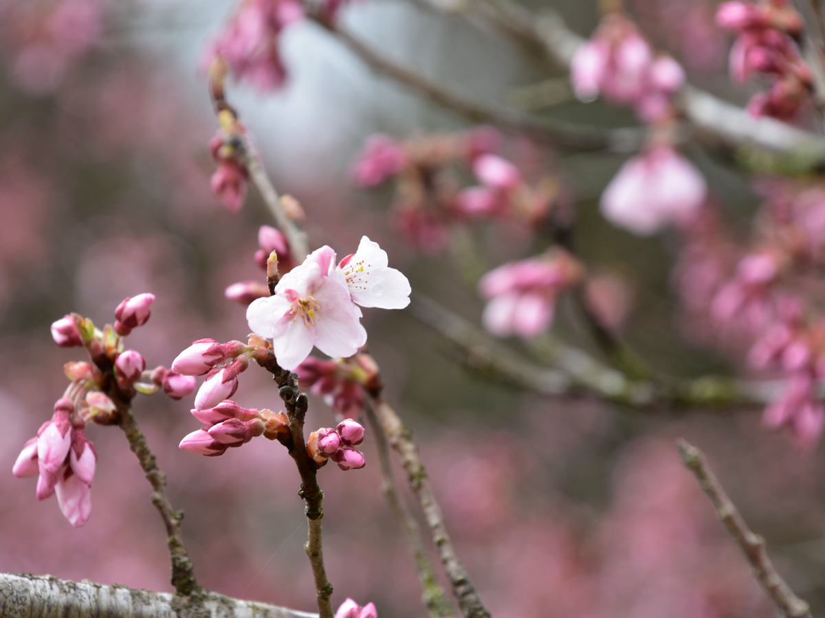 Aguri Station樱花节