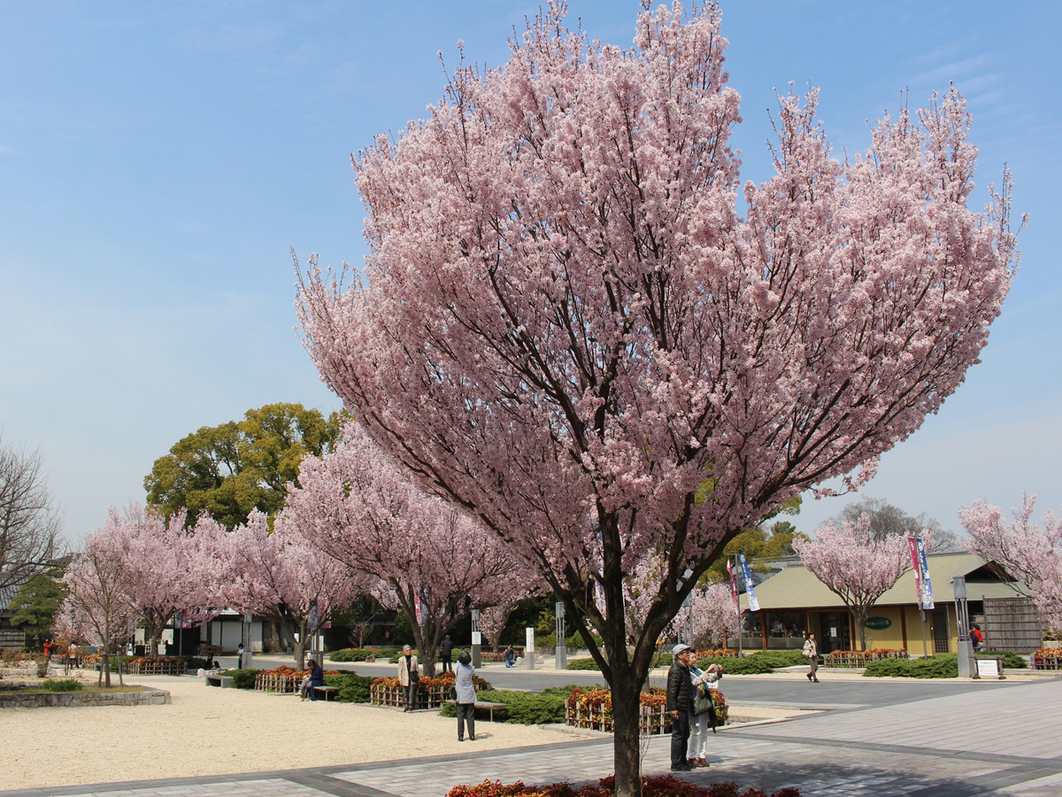 德川園 早春活動