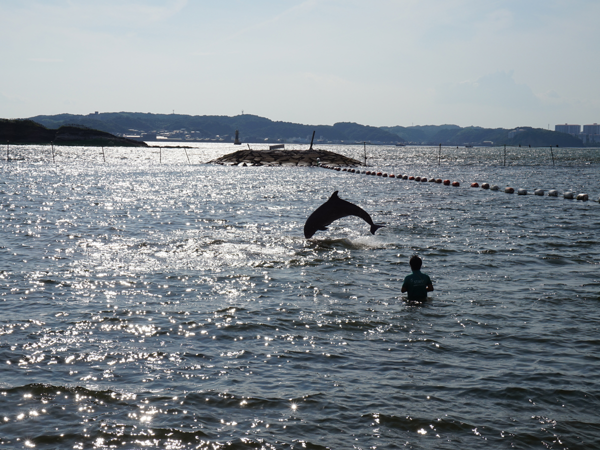 Dolphin Encounter Experience on Himakajima Island 2023 (Iruka ni Aeru Shima Himakajima)