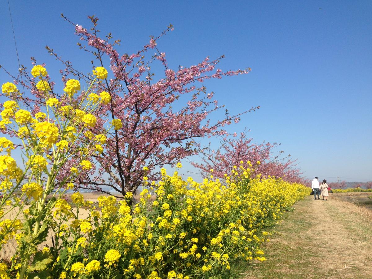 免々田川油菜花和樱花节