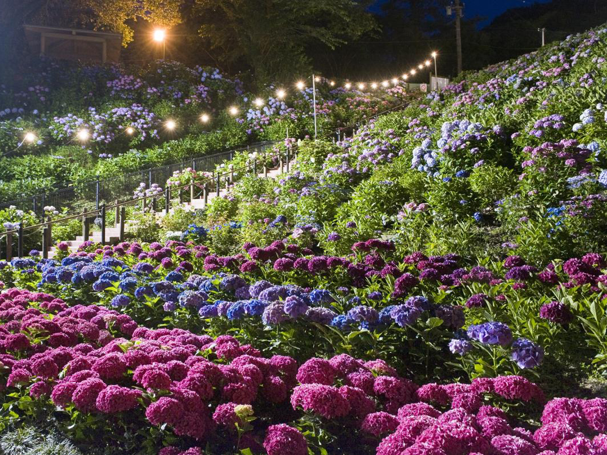 Katahara Onsen Hot Spring Hydrangea Festival