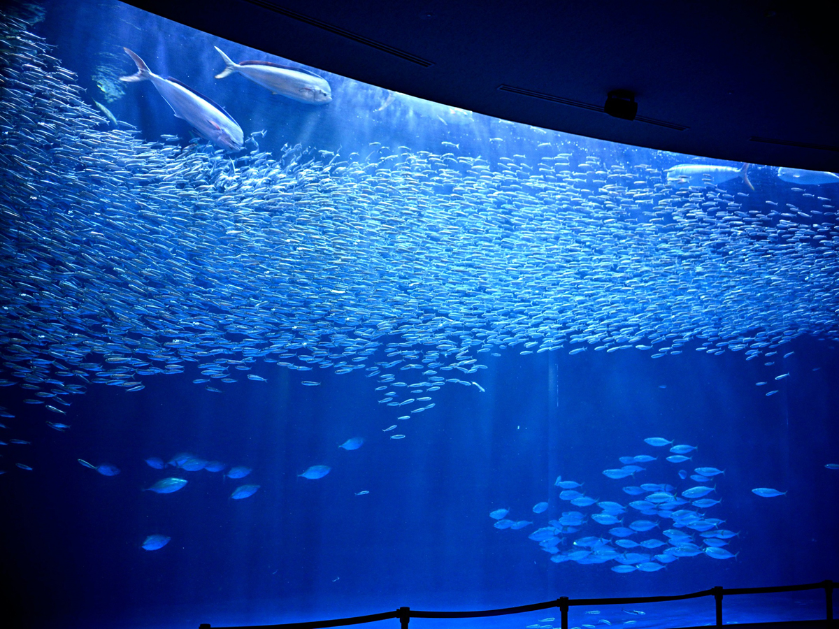 夏季夜间水族馆