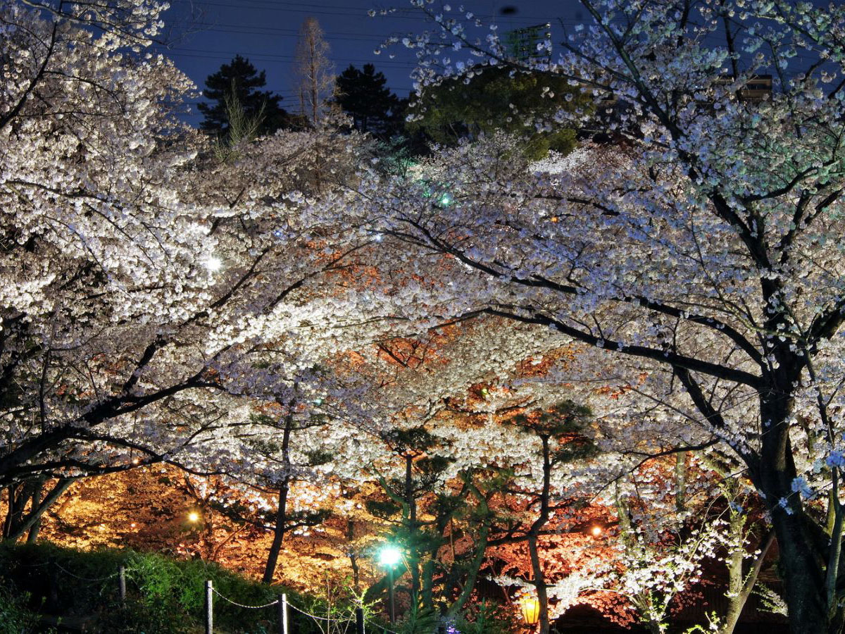 大池公園櫻花節