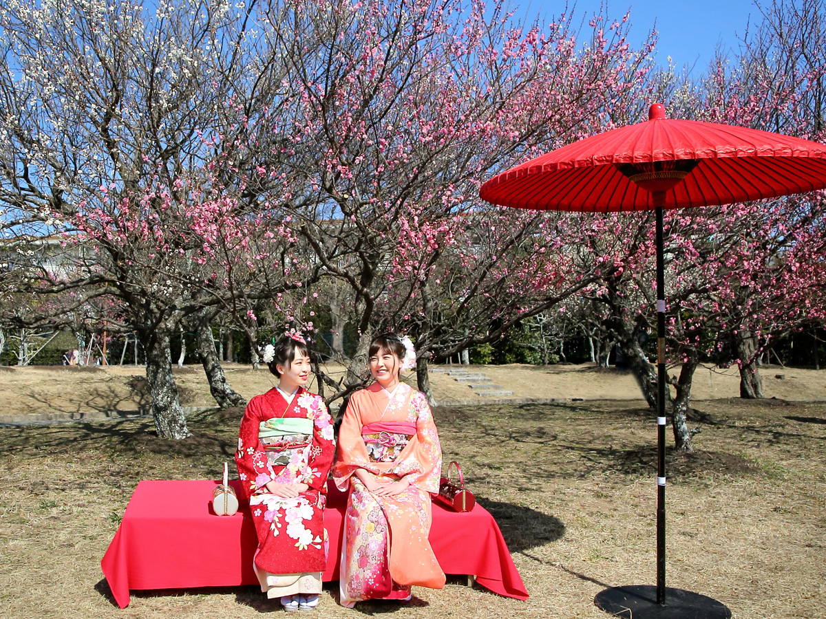 春日祭（梅） 向山綠地內梅林園
