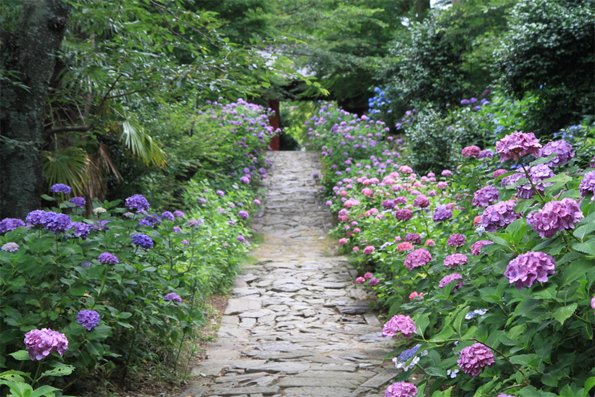 本光寺紫陽花節