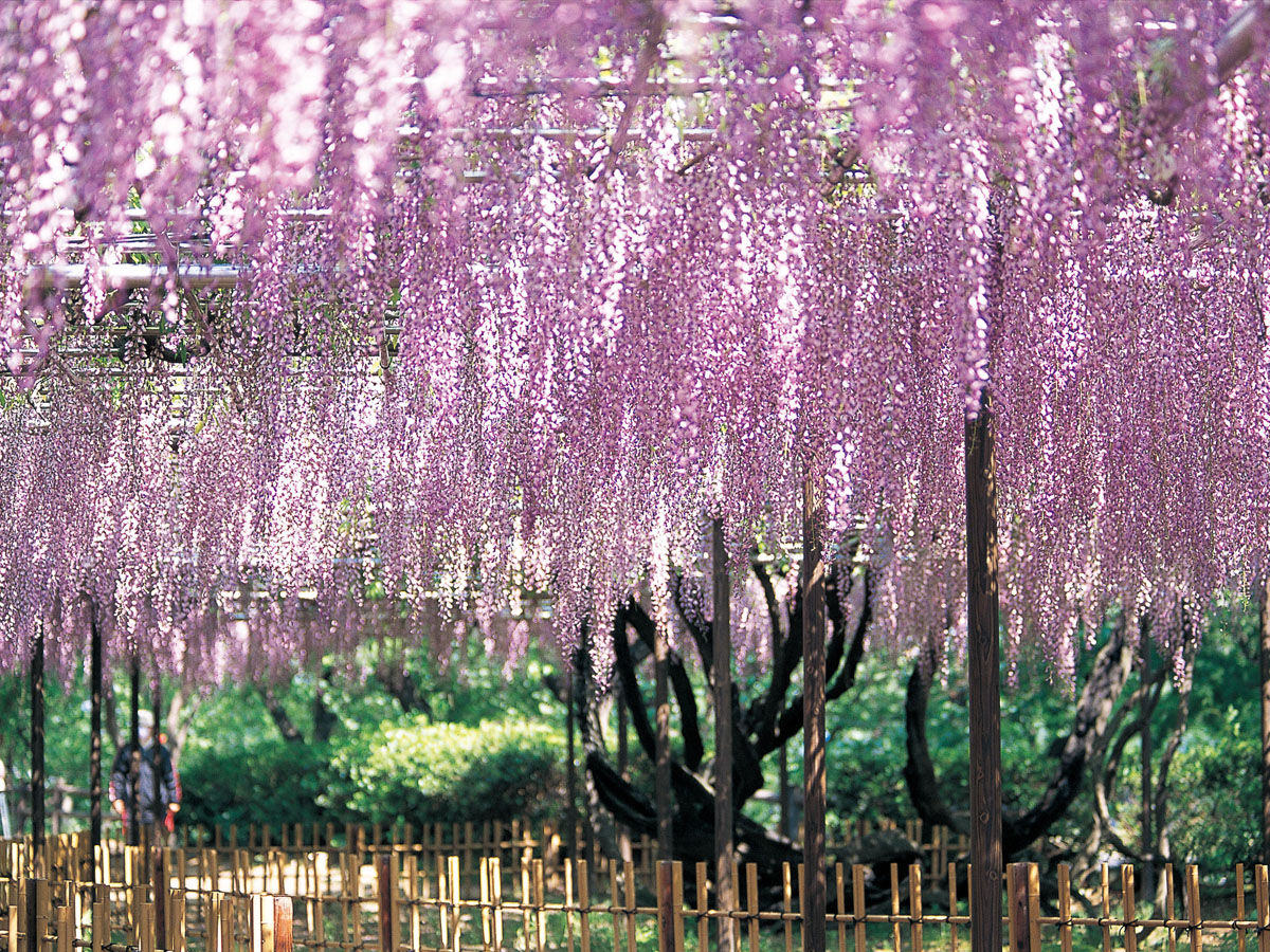 五万石藤花节