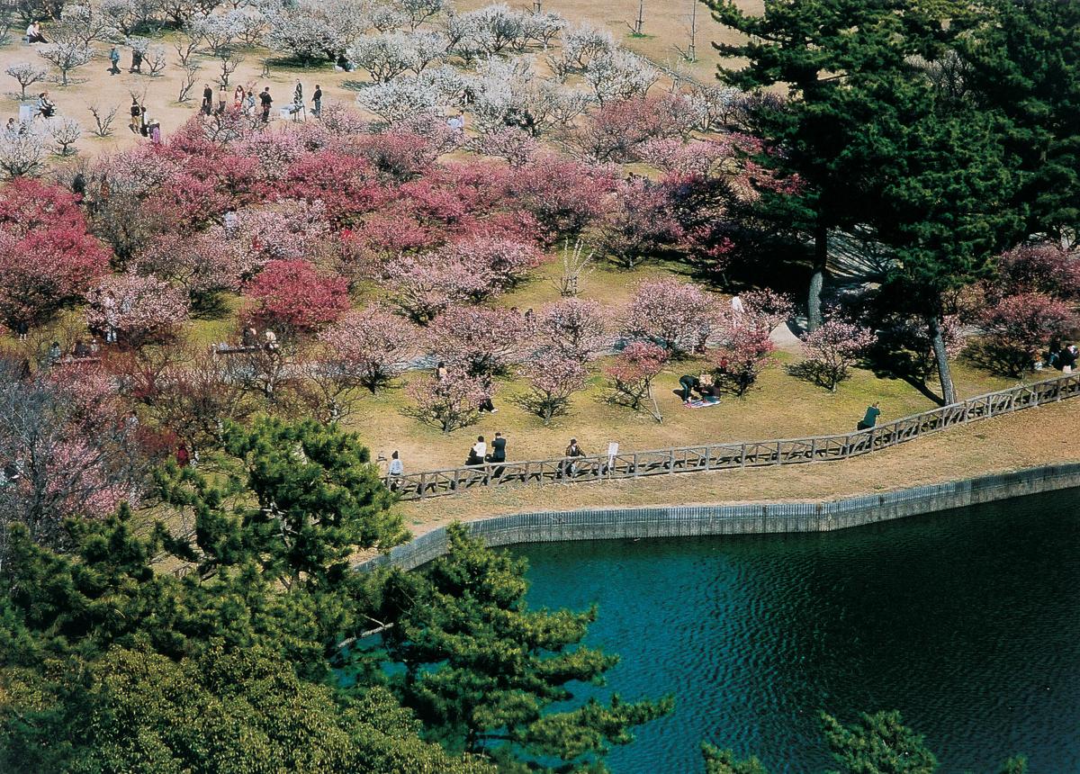 เทศกาลดอกบ๊วยที่สวนมินามิ
