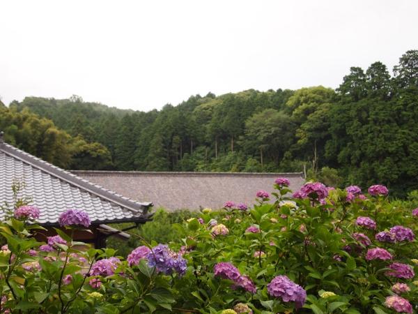 本光寺紫陽花節