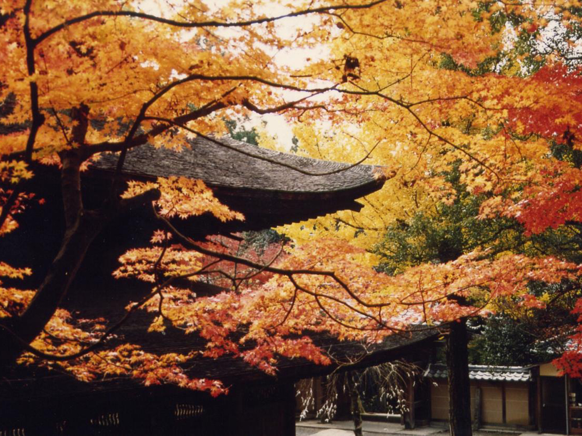 定光寺的紅葉