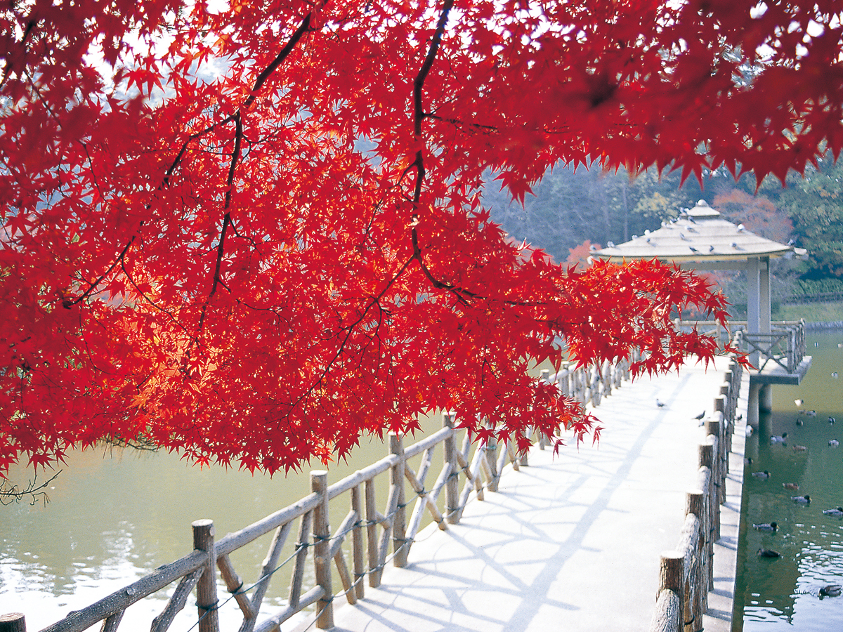 Higashi Park Maple Festival