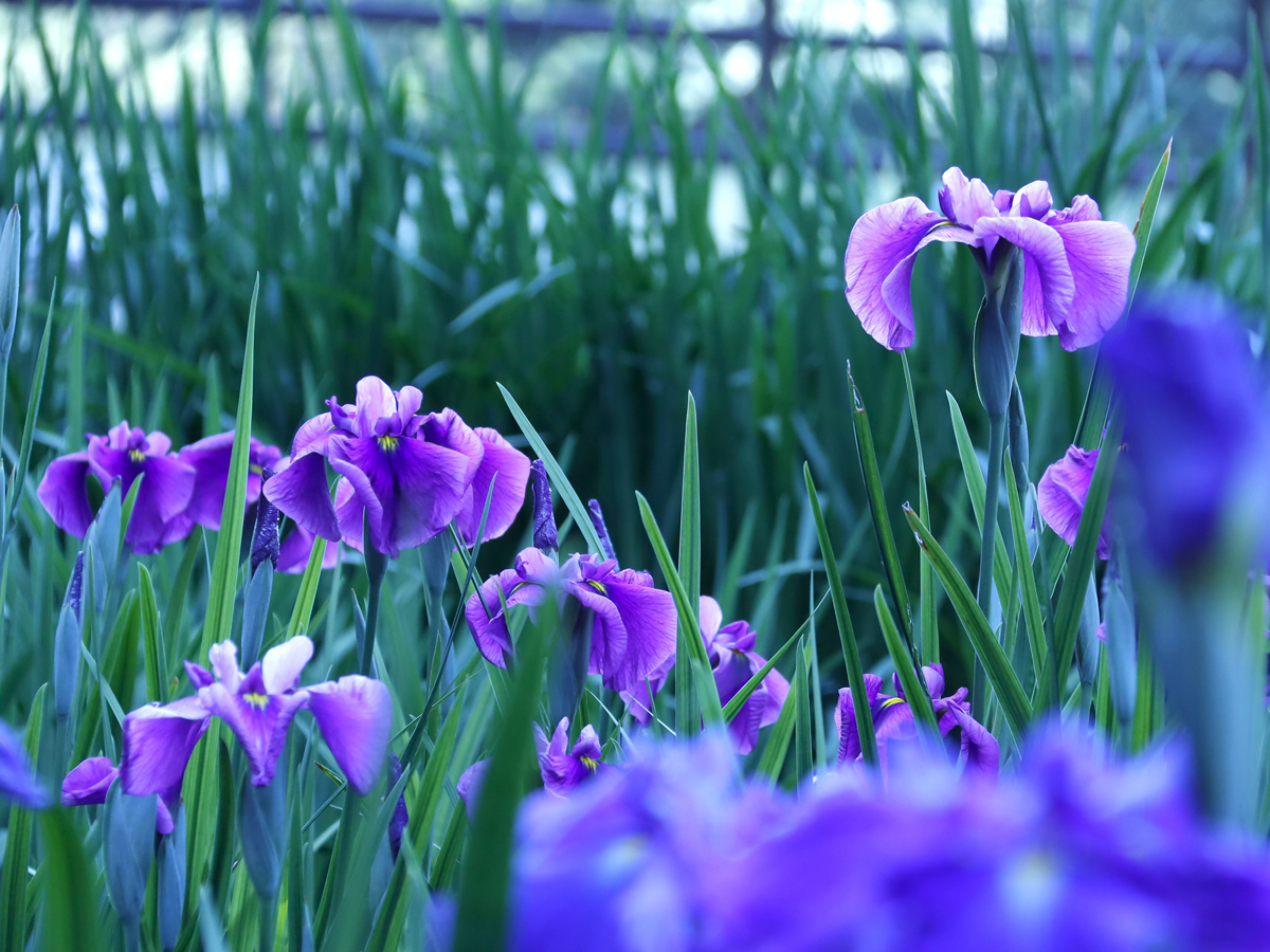 大池公園 花菖蒲節