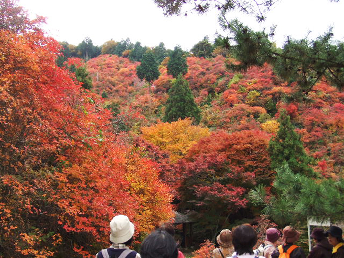 Akasaka Post Town Miyaji Maple Festival