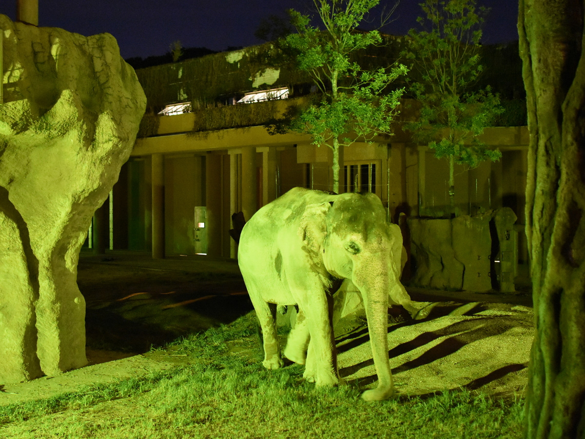 東山動植物園　夜間ZOO＆GARDEN