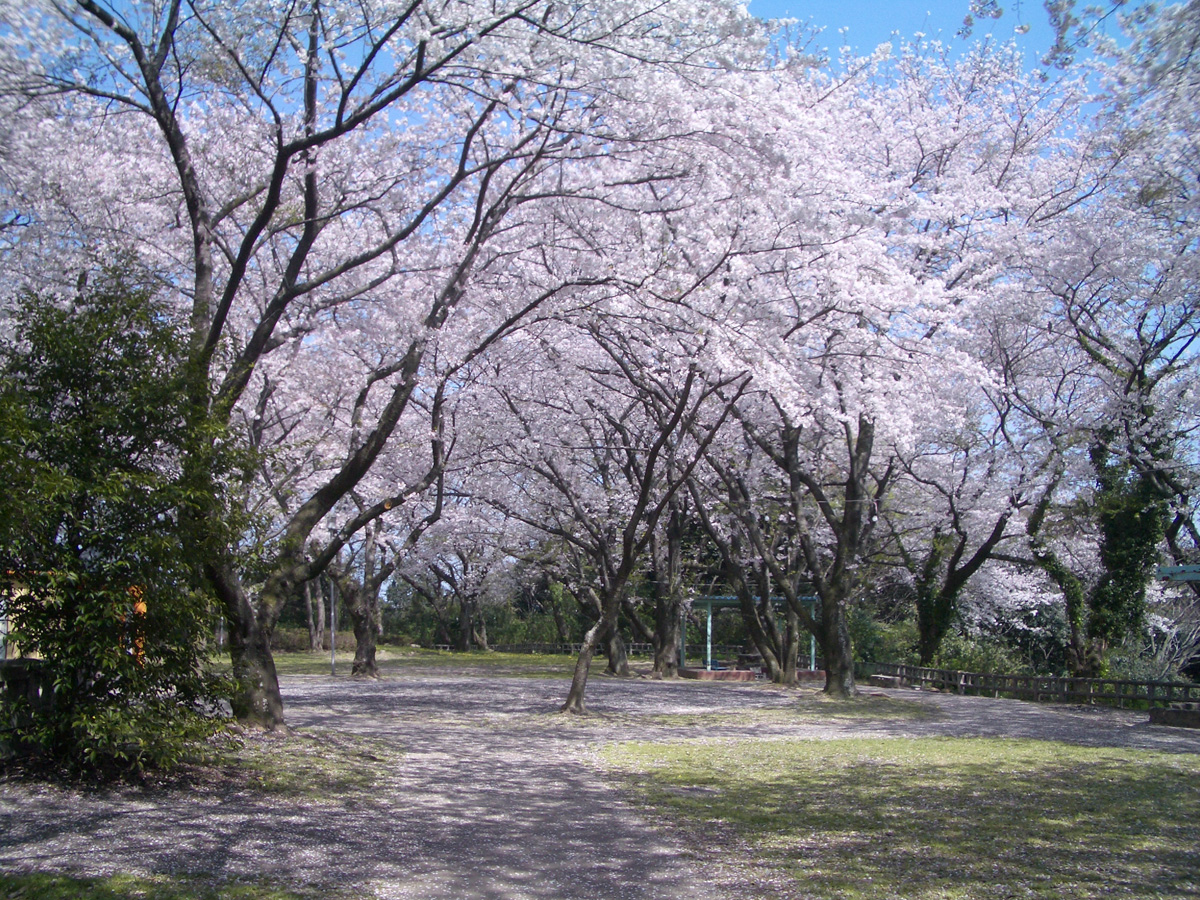 丰川市樱花节