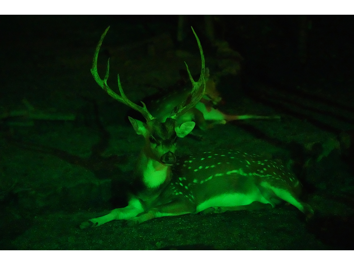 東山動植物園　夜間ZOO＆GARDEN