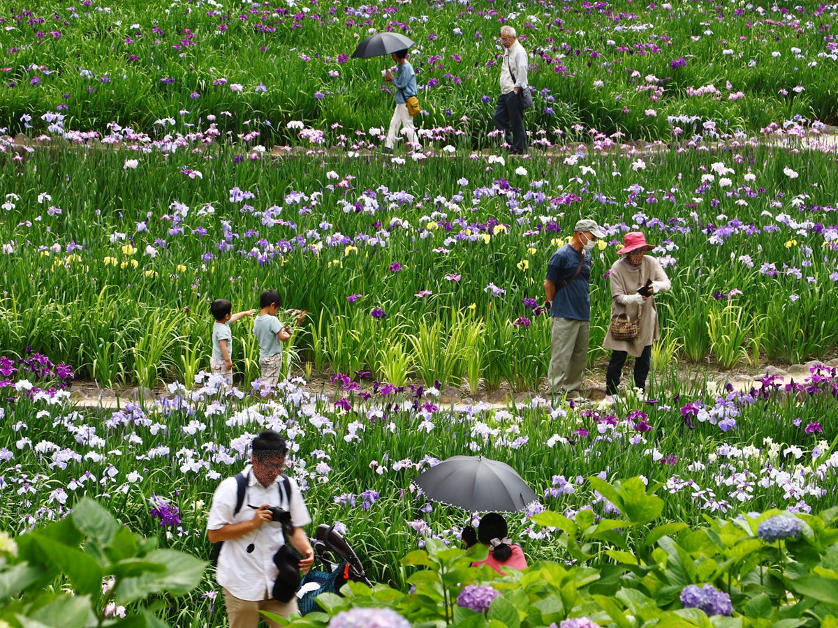 大池公園 花菖蒲節