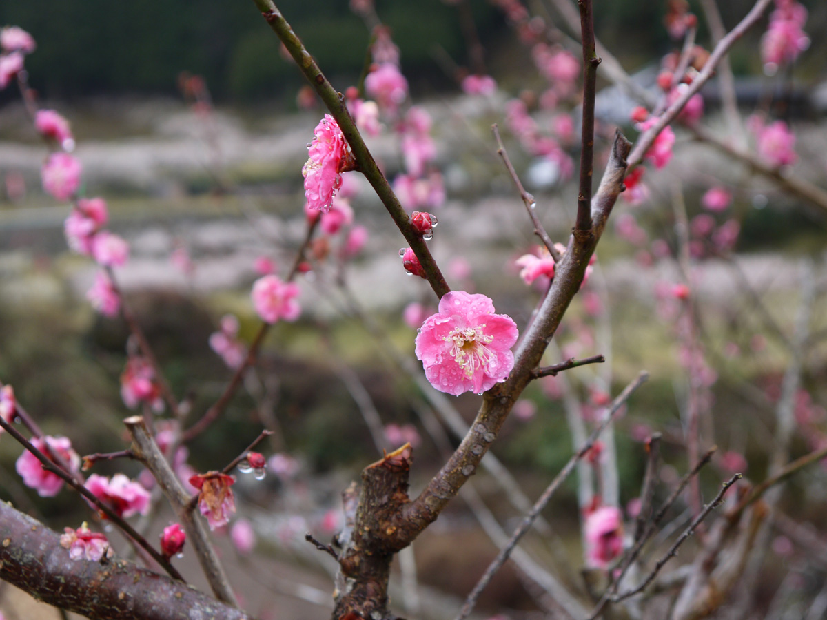 川賣的梅花節