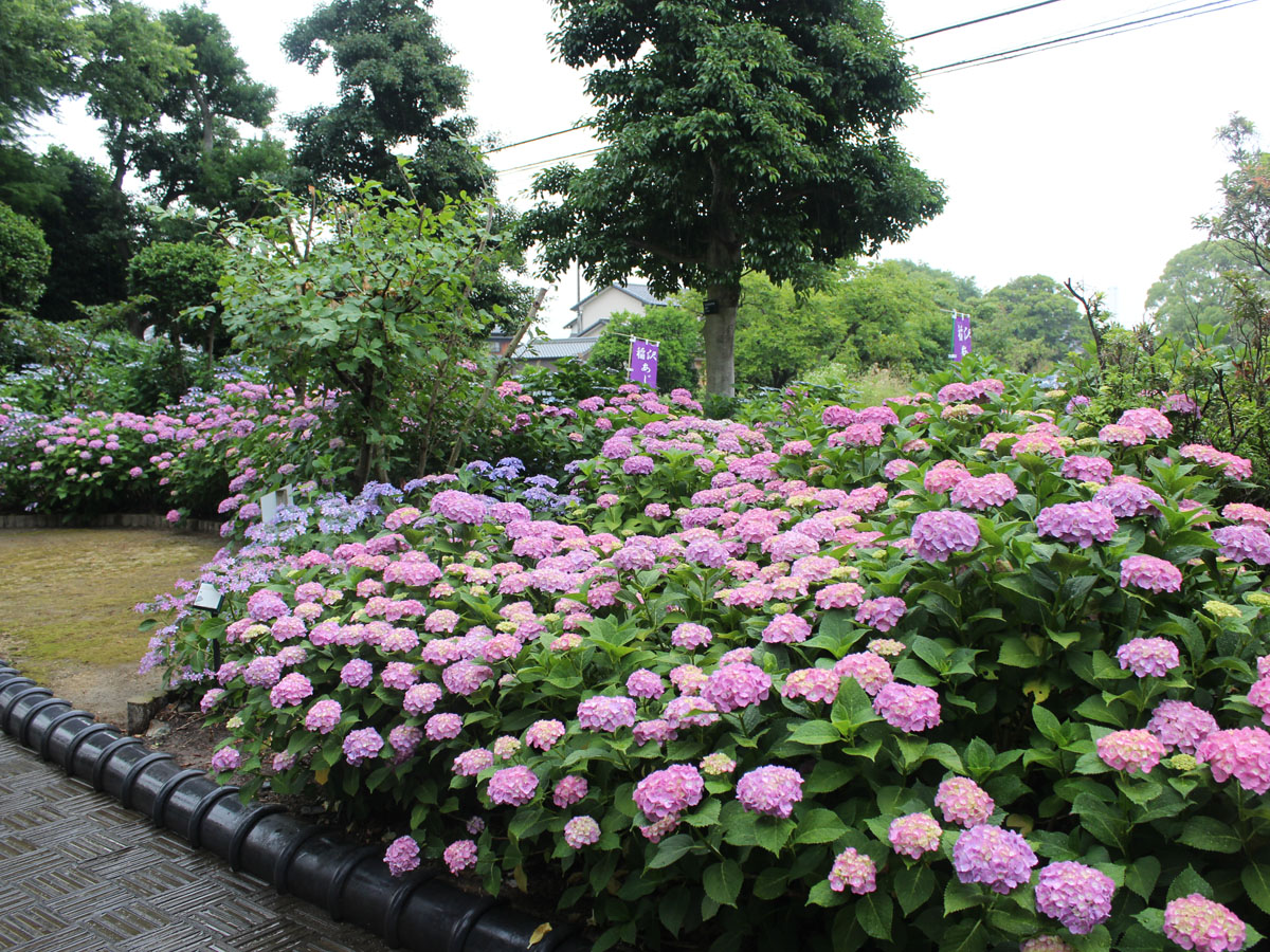 เทศกาลดอกไฮเดรนเยียที่อินาซาวะ ครั้งที่ 34