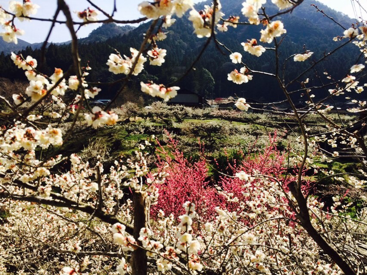 川賣的梅花節