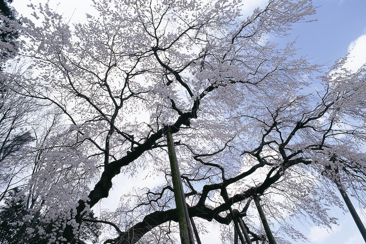奥山田枝垂櫻