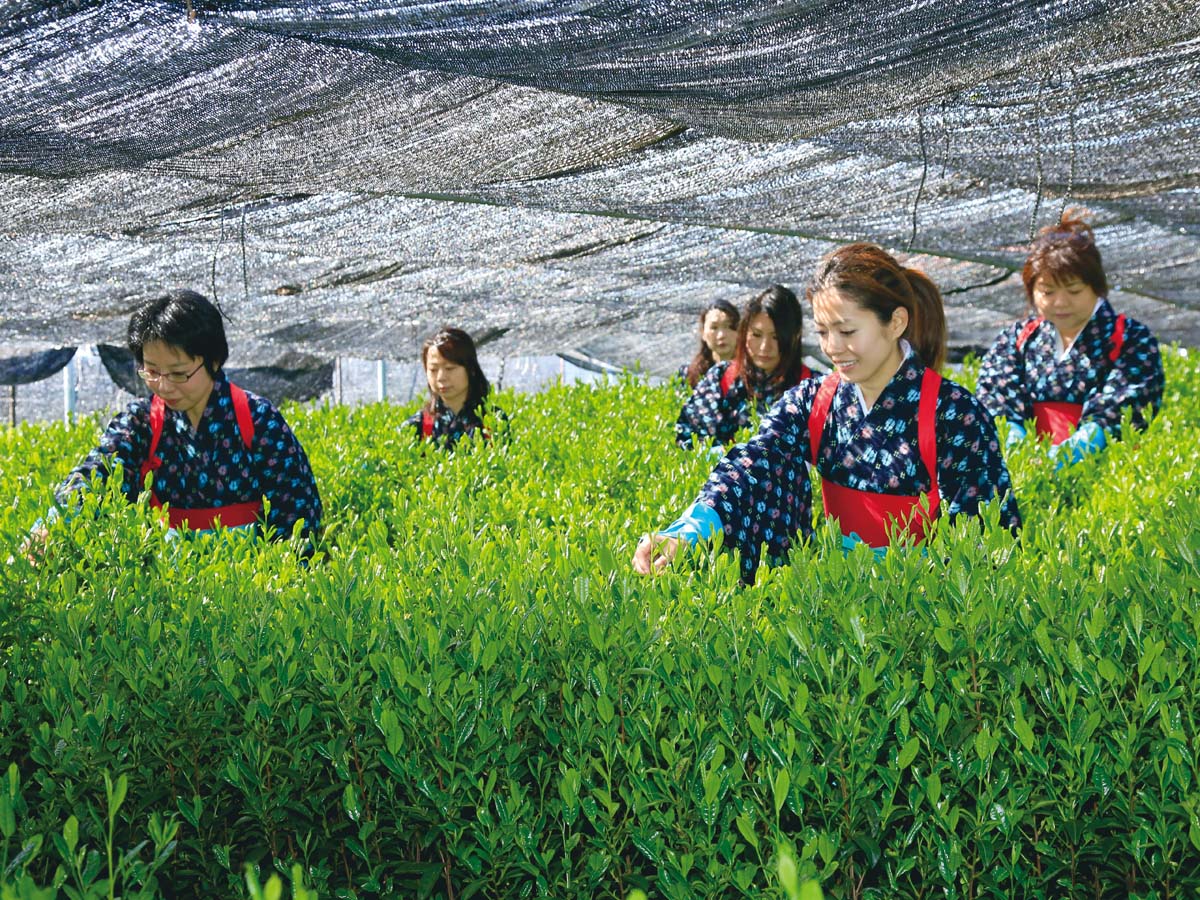 採新茶體驗和抹茶工廠參觀[事前預約制] 