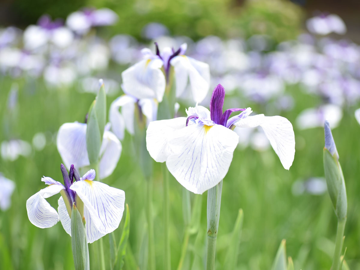 Higashi Park Japanese Iris Festival