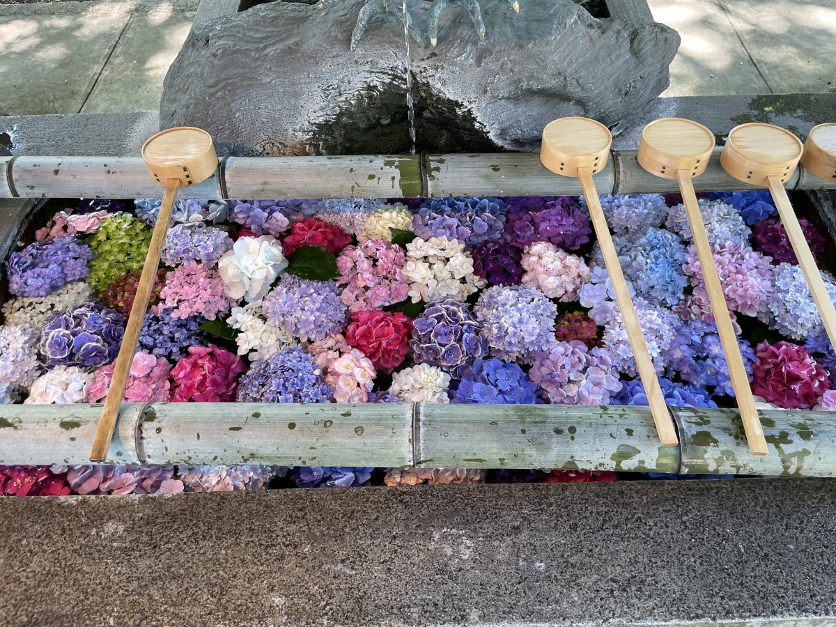 尾西紫阳花节