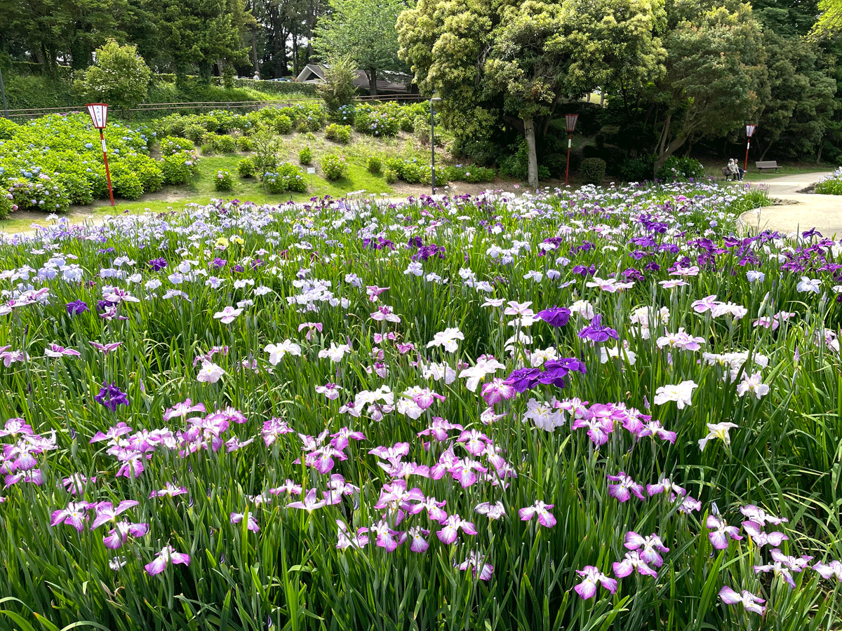 大池公園 花菖蒲節
