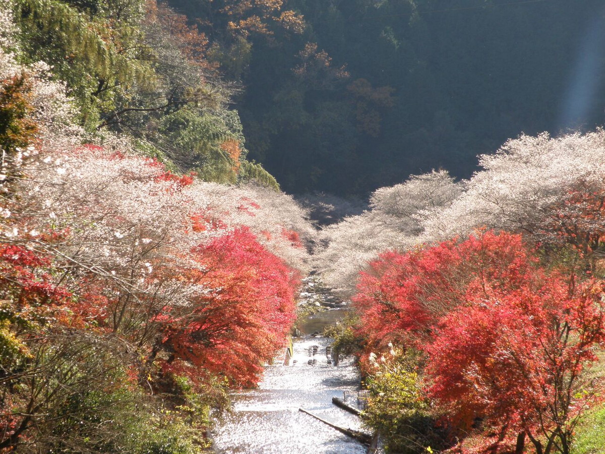 Obara Shikizakura Four-Season Cherry Blossom Festival