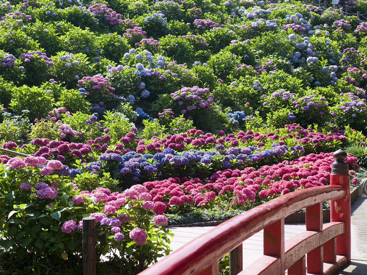 Katahara Onsen Hot Spring Hydrangea Festival