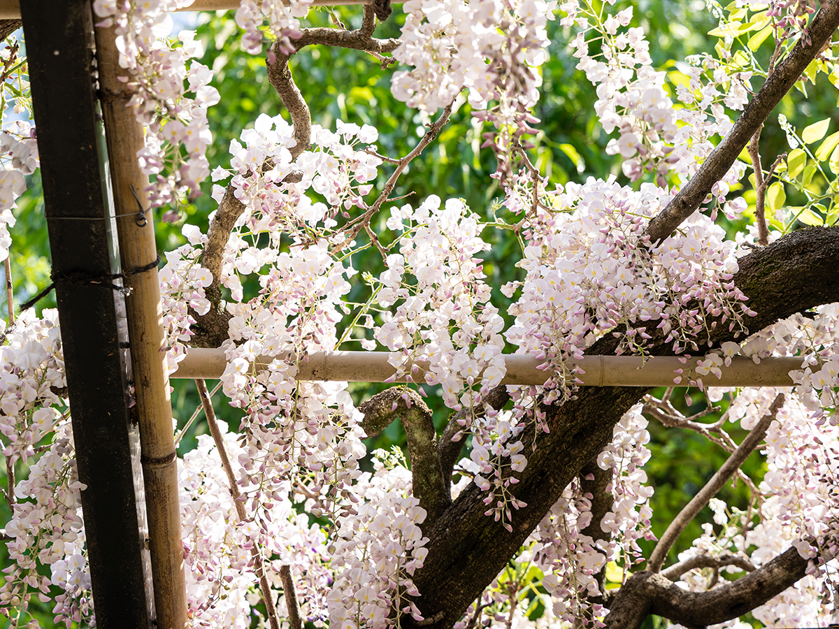 เทศกาลวิสทีเรียที่ฟูจิโอคะ