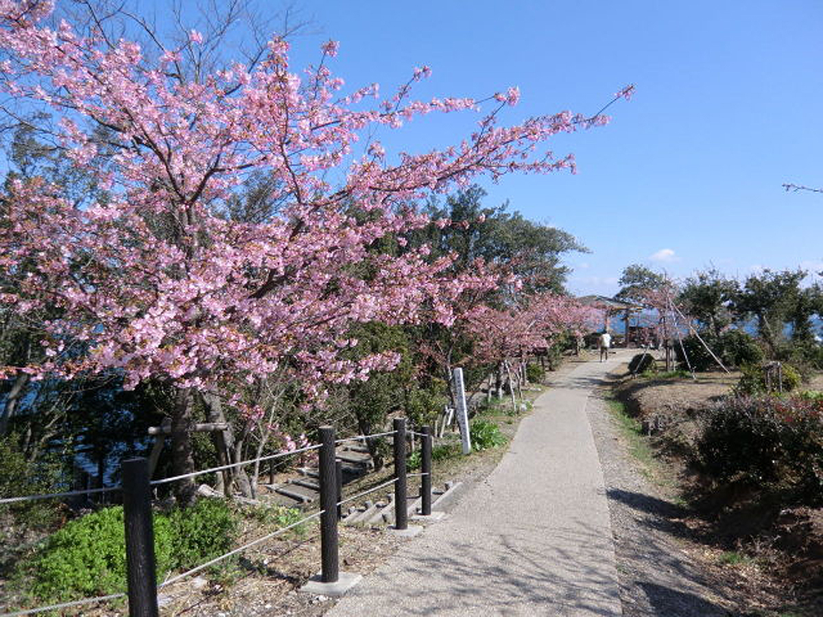 聖崎公園的河津櫻