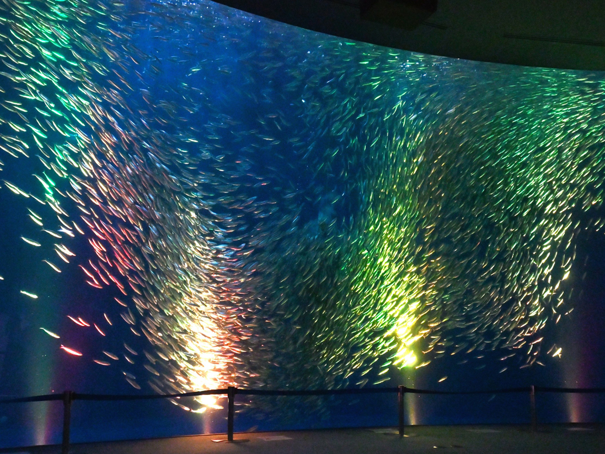 Christmas Aquarium Events at the Port of Nagoya Public Aquarium