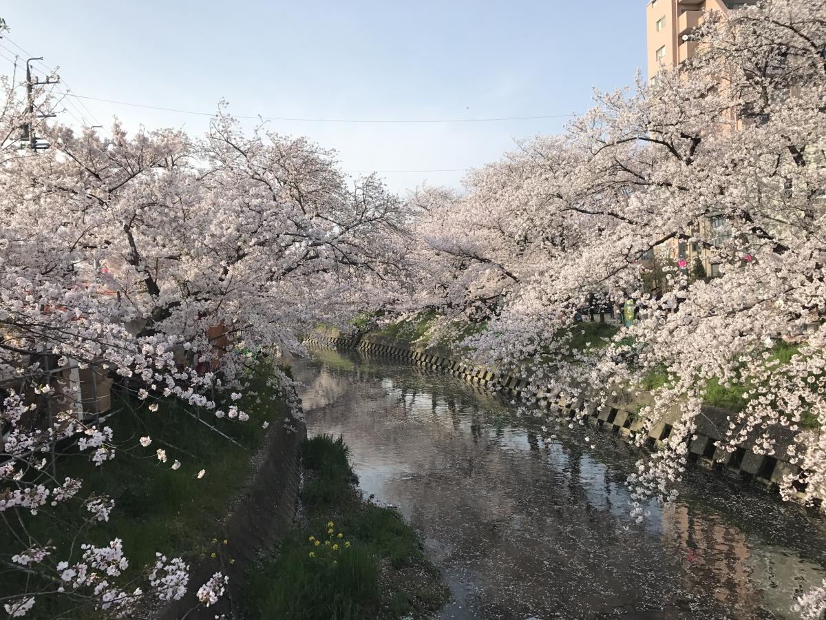 이와쿠라 벚꽃 축제