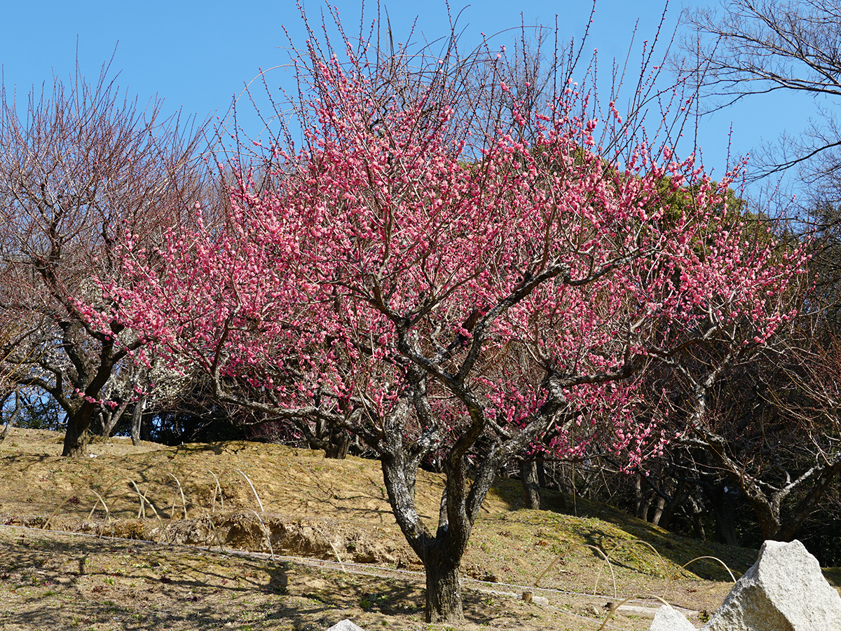 Iwazu Temmangu Shrine Plum Blossom Festival