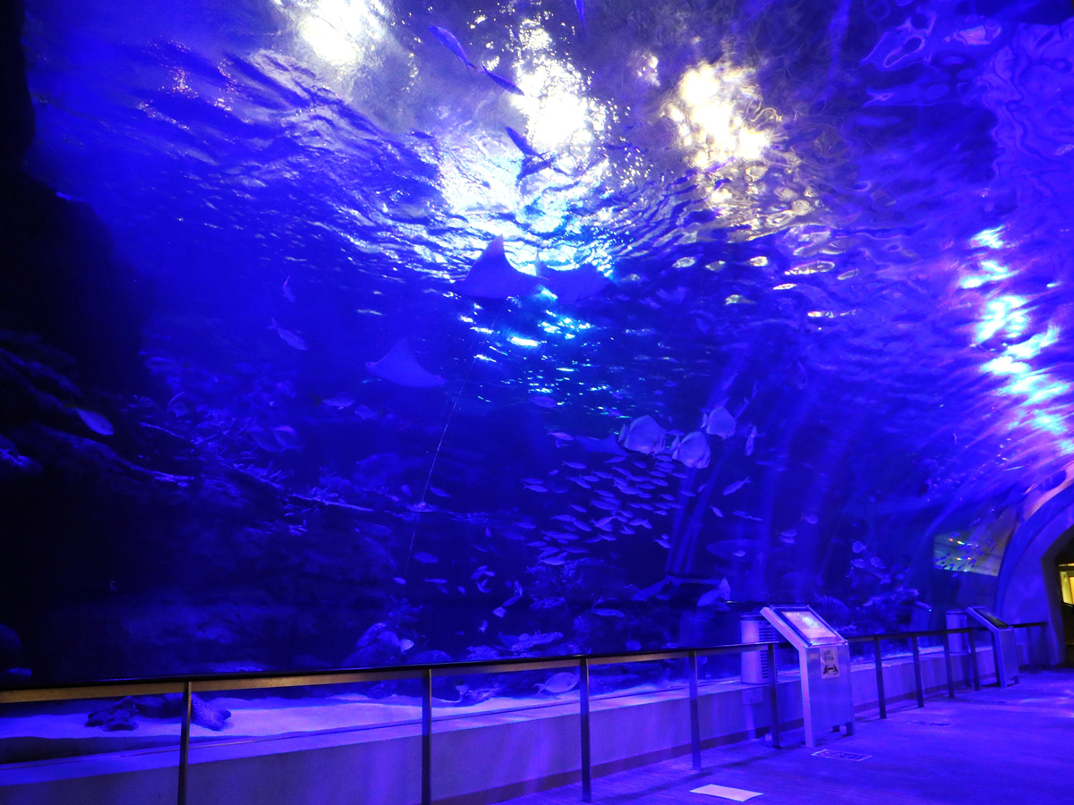 Port of Nagoya Public Aquarium Summer Night Aquarium