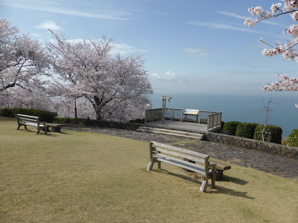 西浦温泉 樱花节