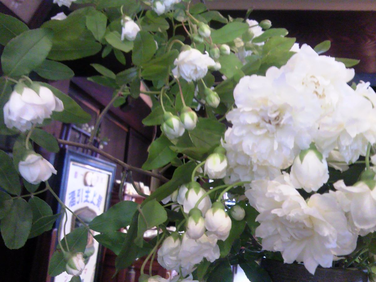 万三的白色木香花节