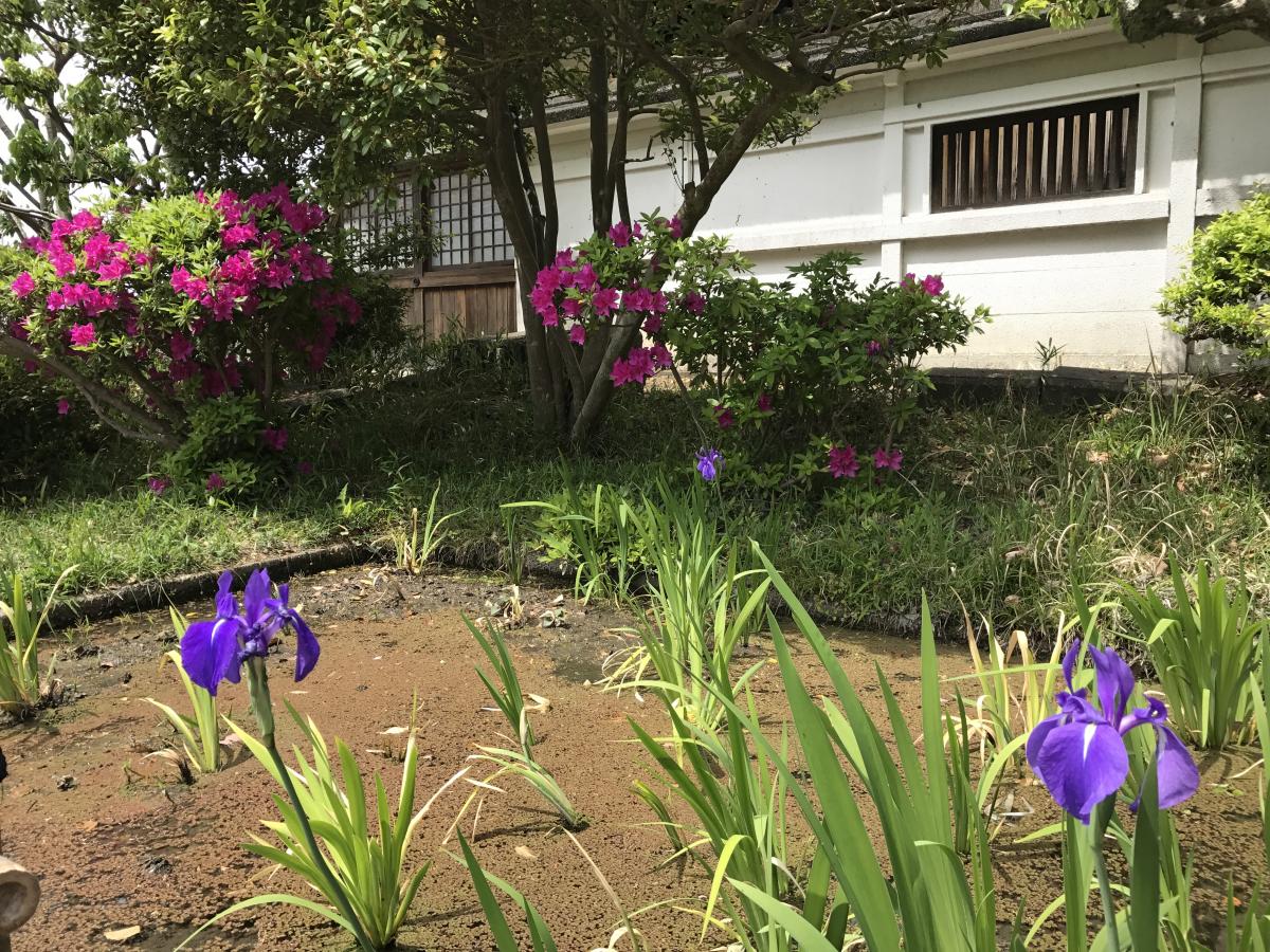 史跡八橋燕子花節