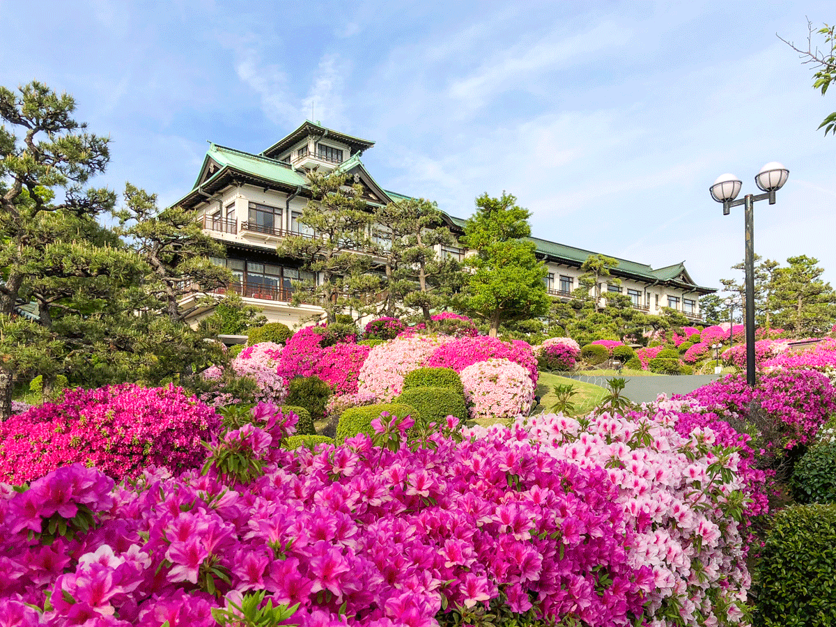 蒲郡古典酒店 杜鹃花节