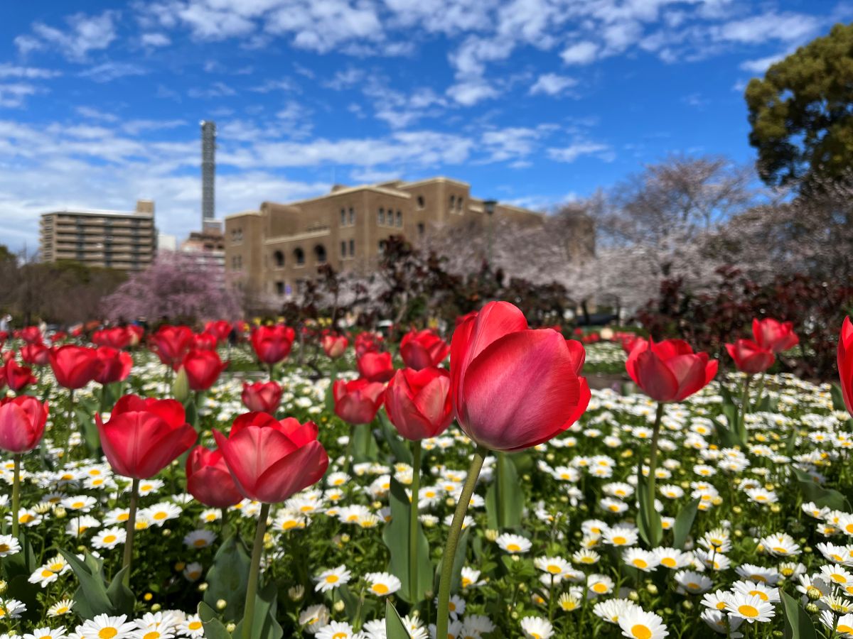 鶴舞公園 櫻花節