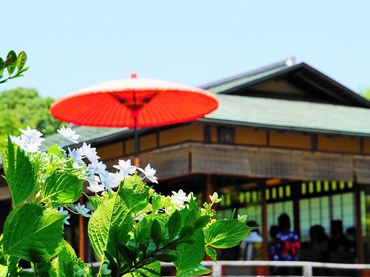 白鳥庭園 紫陽花茶会