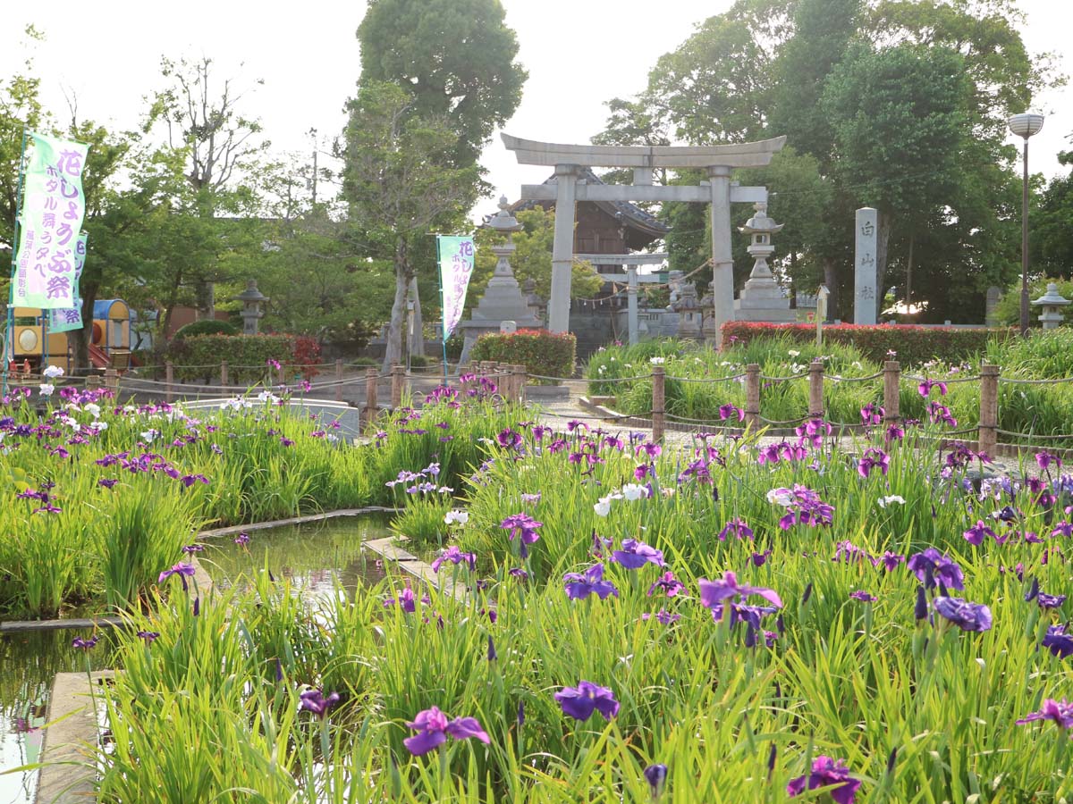萬葉公園高松分園　花しょうぶ祭