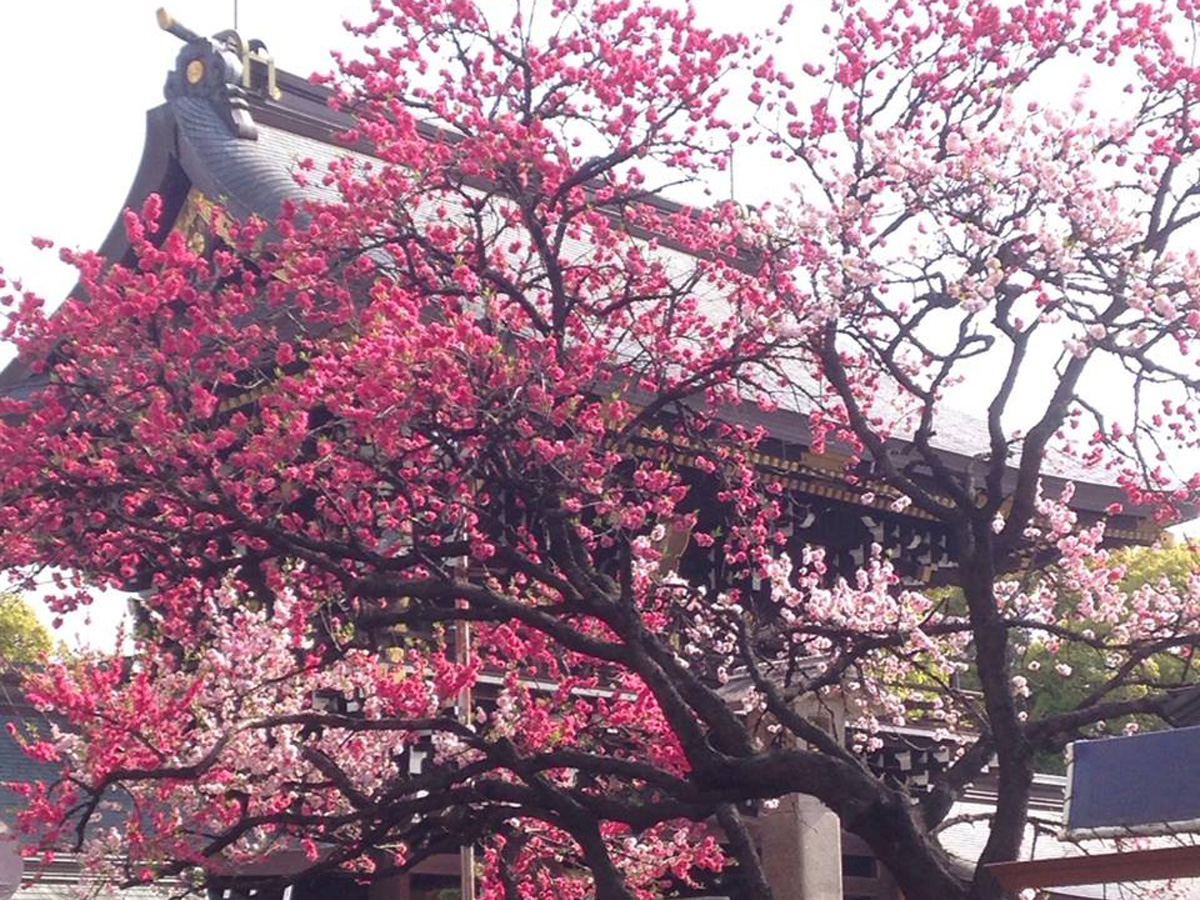 桃花祭