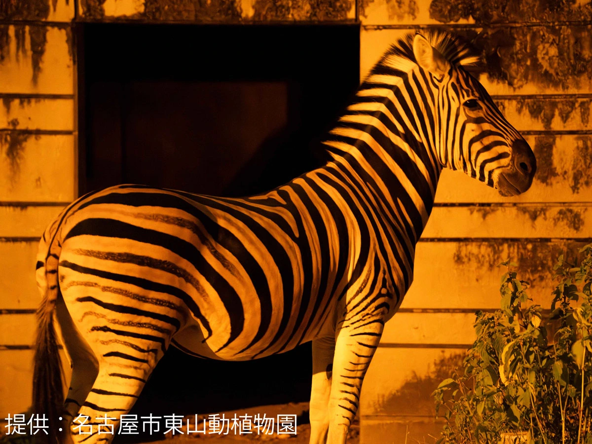 東山動植物園 ナイトZOO