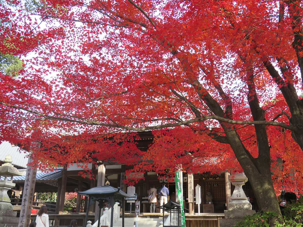 寂光院　红叶节