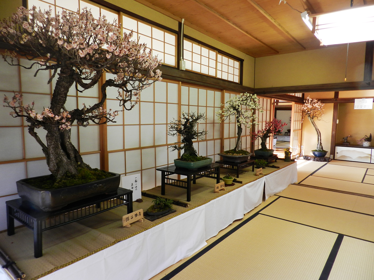 大府盆梅展