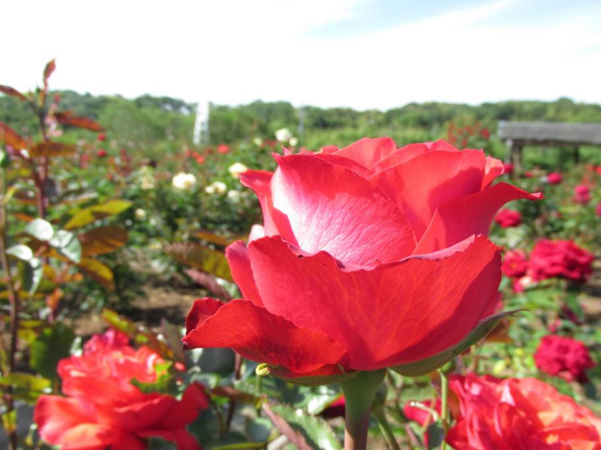 Peak rose season at Okutono Jinya